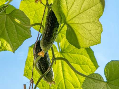 Огірки будуть плодоносити як шалені: органічна підгодівля із звичайних рослин