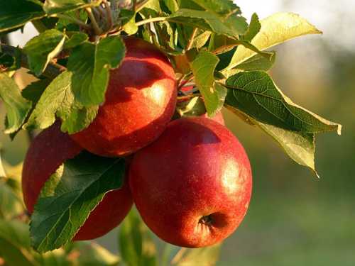 Якщо хочете збирати великі та солодкі яблука, додайте одну рослину до свого саду