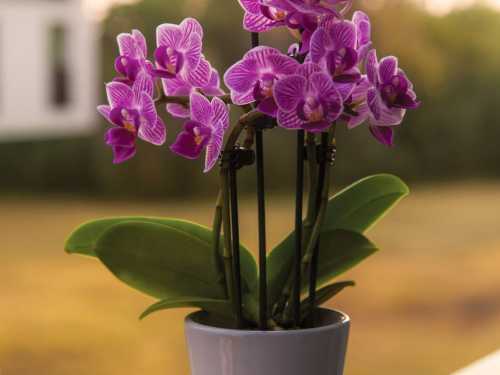 В який субстрат пересадити орхідею, щоб рослина була здорова і мала сили для цвітіння