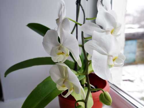 Секретний спосіб змусити орхідею випустити квіткову стрілку за тиждень