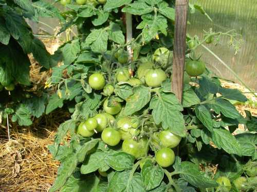 Що потрібно зробити з помідорами в теплиці, щоб отримати більше урожаю