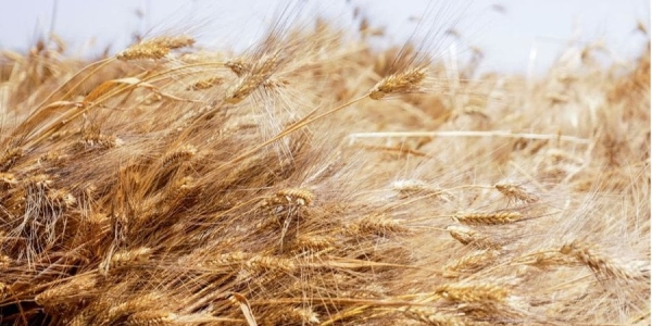 Пшениця дорожчає на Чиказькій біржі (Фото:REUTERS/Mohamed Abd El Ghany)