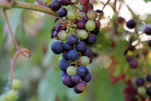 Що потрібно зробити з виноградом навесні, щоб він порадував урожаєм