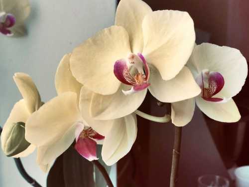 Орхідея — не тільки ніжна квітка, а і сильний жіночій оберіг