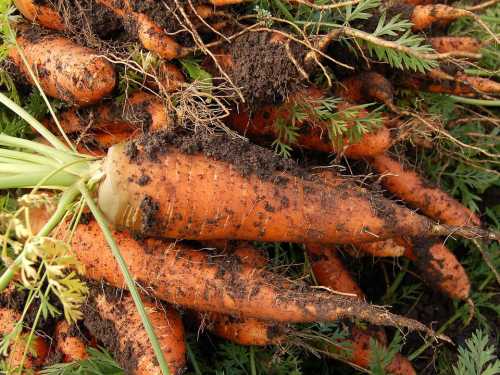 Як посадити моркву, щоб збільшити її врожай удвічі