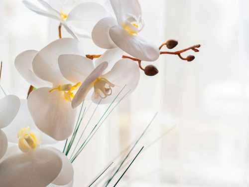 Важливо знати, чи можна підгодовувати орхідеї під час цвітіння