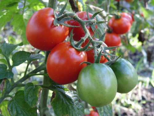 Помилки під час догляду за кущами помідорів в період росту і дозрівання