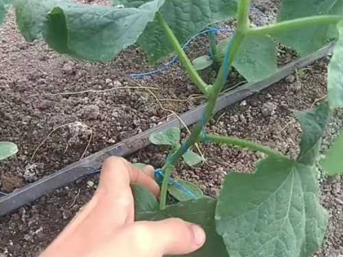 Формуйте огірок в один стовбур та збирайте великий врожай