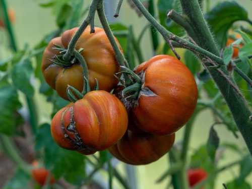 Чорні плями на помідорах: як врятувати томати за допомогою домашнього спрею