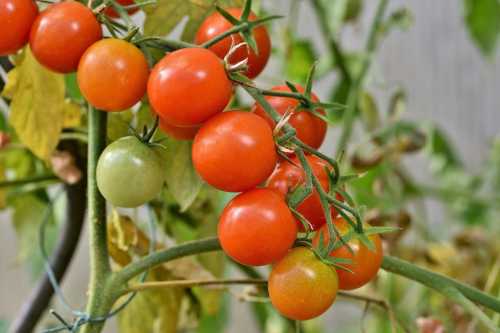 Підв’язка томатів за методом китайських фермерів