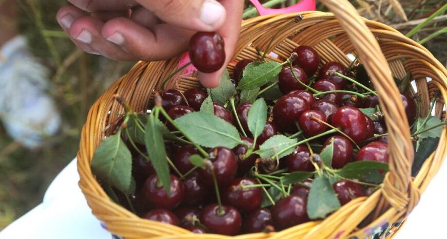 Ціни на продукти: черешня і вишня цього року будуть у дефіциті, а вартість зросте