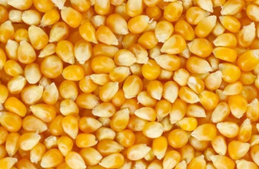 В Україні знизились ціни на кукурудзу