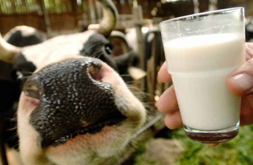 В Україні знизилися закупівельні ціни на молоко – профільна асоціація