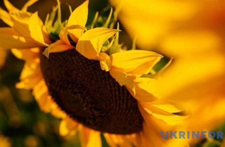 В Україні прогнозують зниження закупівельних цін на соняшник