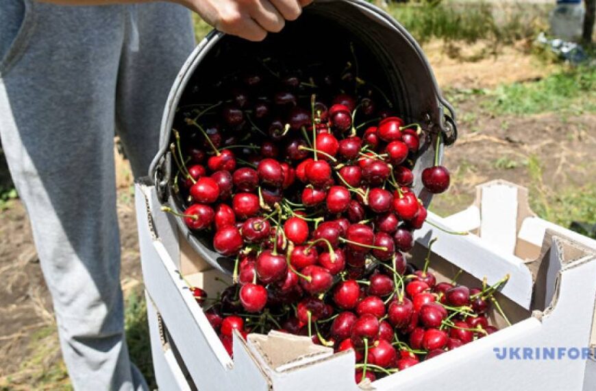 В Україні дешевшає черешня