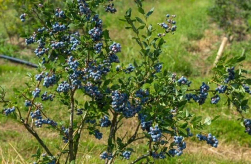 В Україні дешевшає лохина