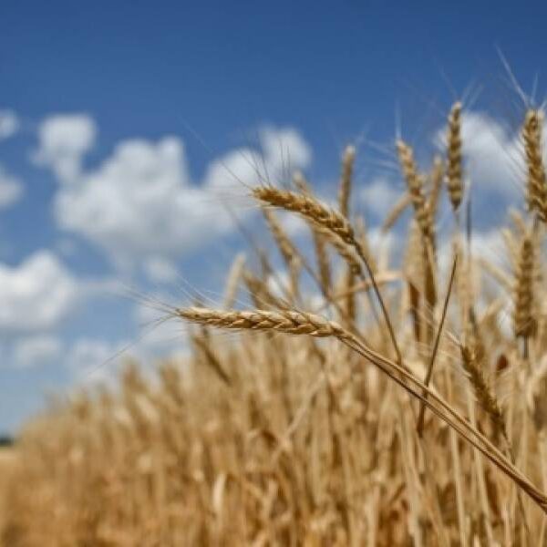 В Україні через збільшення пропозиції подешевшала пшениця
