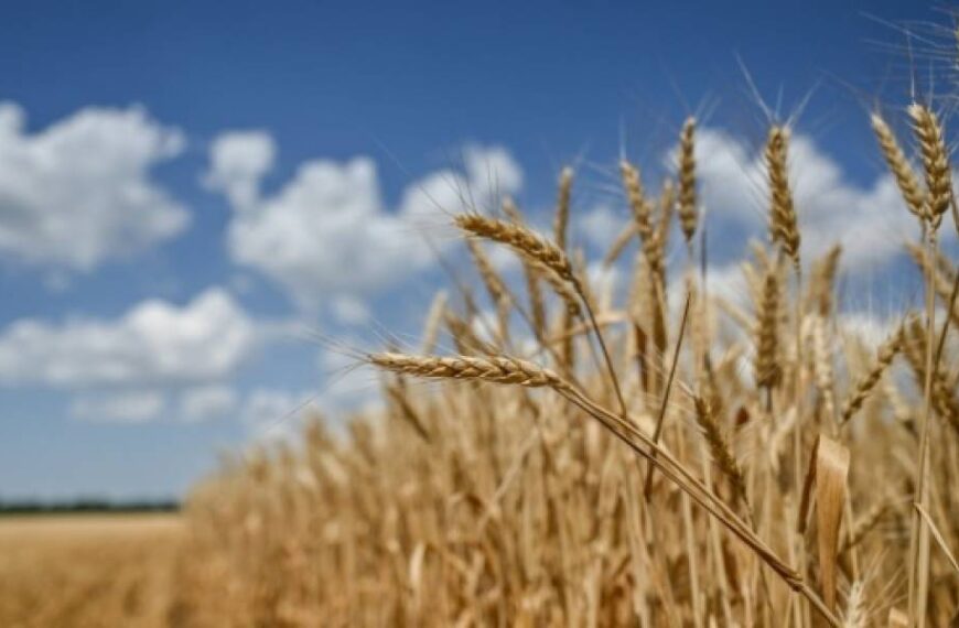 В Україні через збільшення пропозиції подешевшала пшениця
