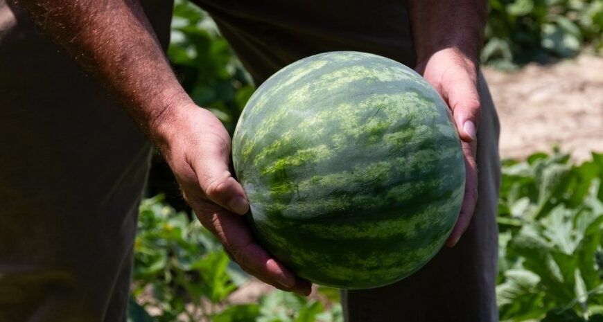 У Херсонській області зібрали перші 500 тонн кавунів: чи буде дефіцит цього року