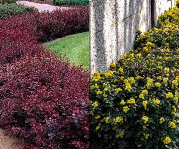 Виростуть навіть на камінні: 7 розкішних кущів для неродючого ґрунту