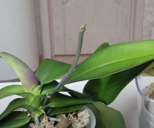 Орхідея відцвіла. Що робити з квітконосом, щоб швидше з’явилися нові квіти?