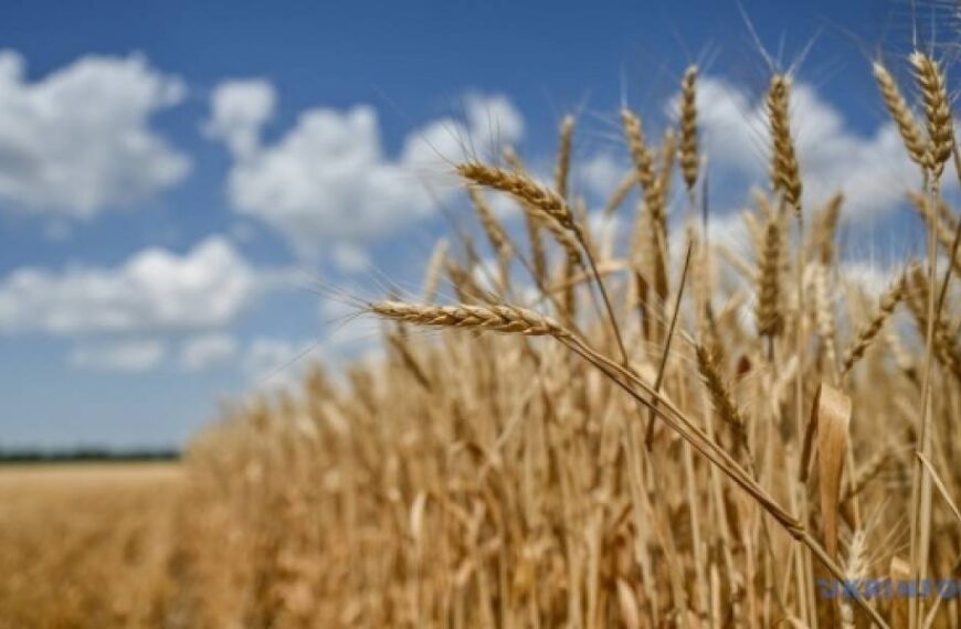 USDA прогнозує зменшення виробництва та експорту української пшениці