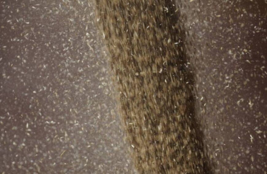 Євросоюз збільшує квоти на імпорт української пшениці та цукру – Reuters