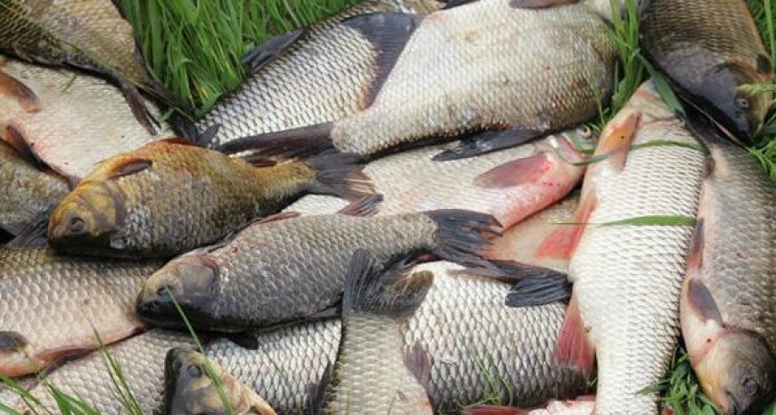Популярна риба в Україні зникає — щука і товстолоб продають дорого