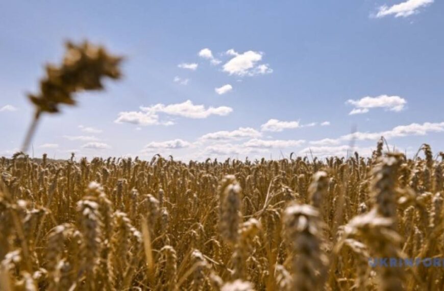 В Україні вже намолотили понад 2 мільйони тонн зерна нового врожаю