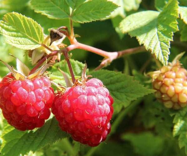 Важливий догляд за малиною у серпні – для великих і солодких ягід у наступному сезоні