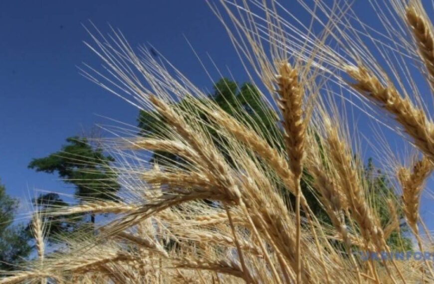 В Україні зросли експортні ціни на ячмінь