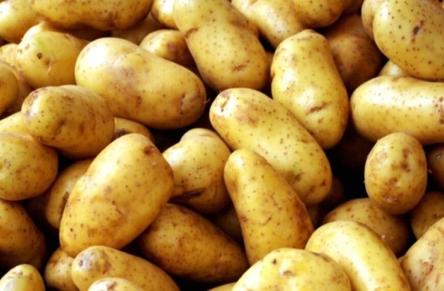 В Україні дешевшає картопля нового врожаю