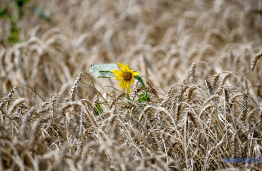 В Україні через обмежену пропозицію зросли ціни на пшеницю