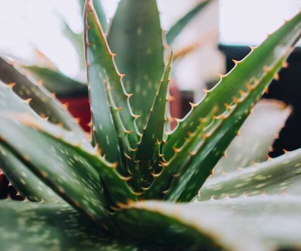 Навіщо періодично пересаджувати алое і як правильно це зробити