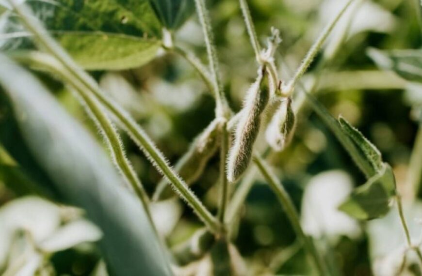 Мито на сою та ріпак або Чому за нього нардепи мало не побилися