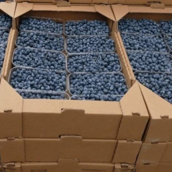 В Україні значно подешевшала лохина