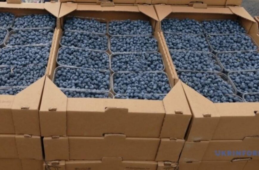 В Україні значно подешевшала лохина