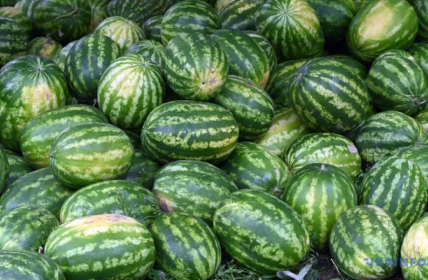 В Україні дешевшають кавуни