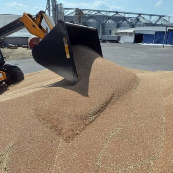 Через відсутність українського зерна польські перевізники зазнають збитків