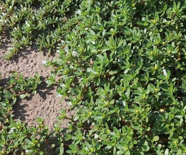 Набридливий бур’ян чи делікатес? Зелень, яку багато хто недооцінює і кидає в компост