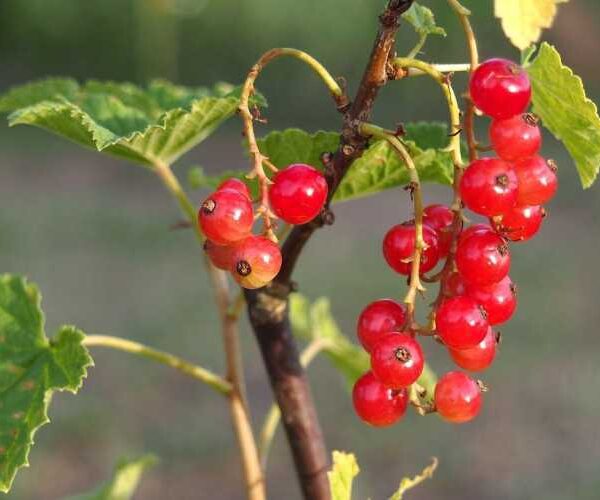 Тепер я знаю чим підживити смородину після плодоношення — розповідаю вам