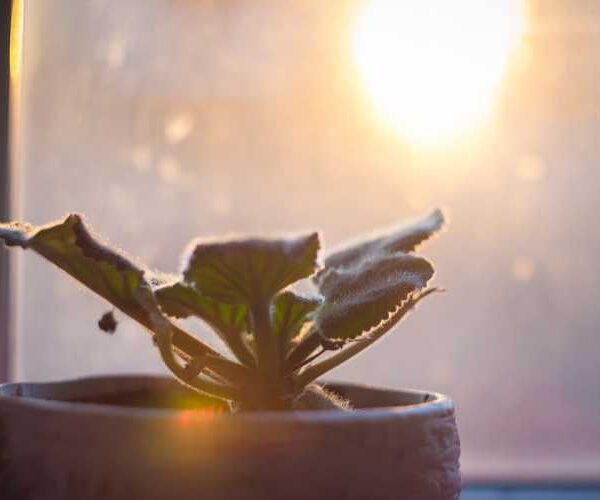 Чому навіть найкрасивіші фіалки в будинку не до добра: забобони і прикмети, пов’язані з цією кімнатною квіткою