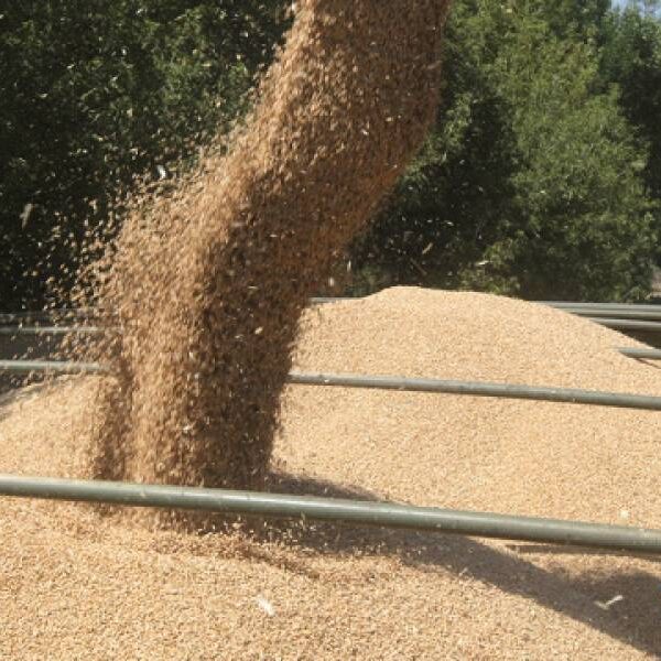 В Україні зібрали понад 15 мільйонів тонн зерна нового врожаю