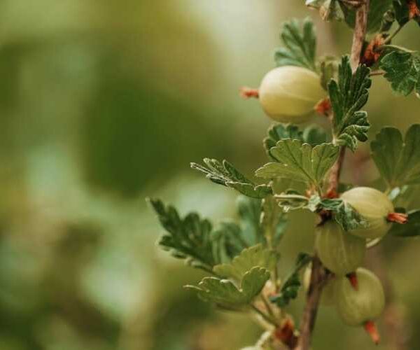 Формуємо фундамент майбутнього врожаю: головні правила обрізки аґрусу восени