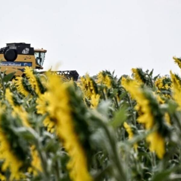 Із початку нового сезону Україна вже експортувала близько 5 мільйонів тонн соняшникової олії