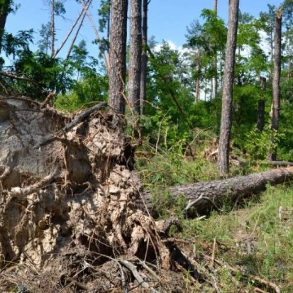 В Україні з початку року через буревії пошкоджені 3000 гектарів лісів