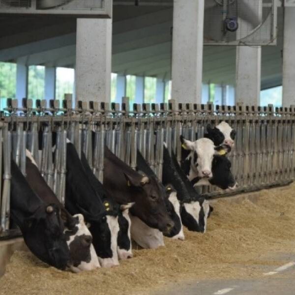 Аграрії зможуть отримати компенсацію до 80% вартості племінних тварин