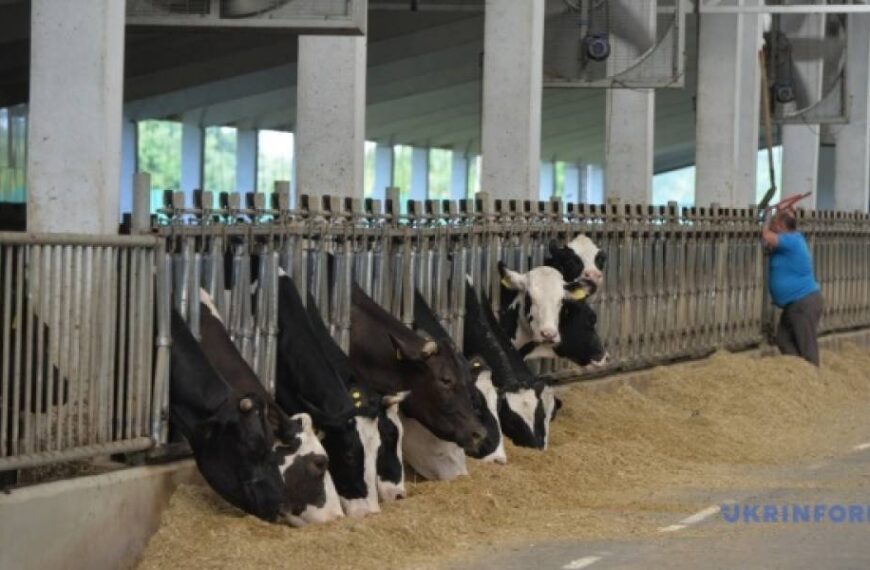 Аграрії зможуть отримати компенсацію до 80% вартості племінних тварин