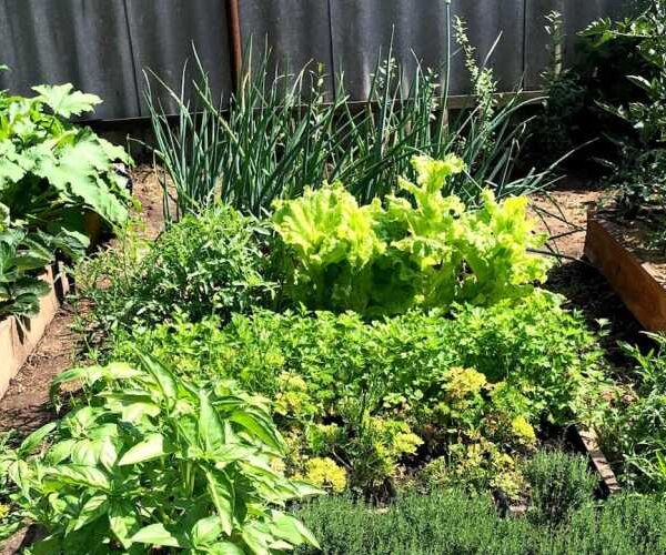 Повторні посіви в серпні — що можна посадити?