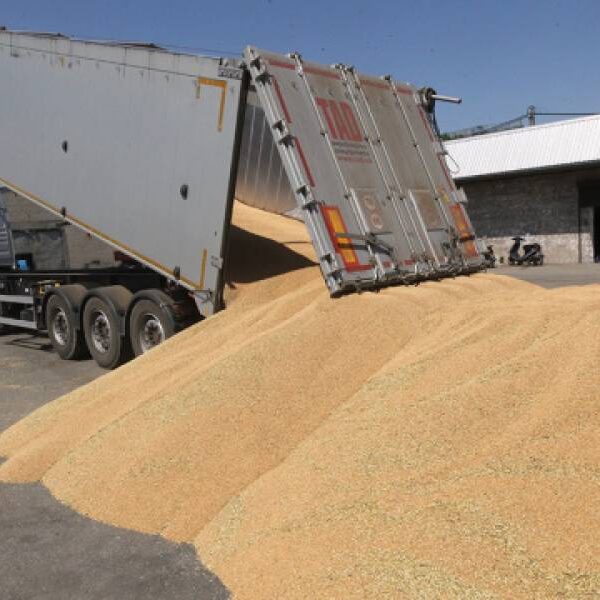 Українські аграрії вже зібрали майже 25 мільйонів тонн зерна